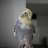 GF2 14mm 試し鳥