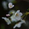 晩春　桜　Ⅱ