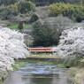 満開5