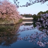 濠端桜花爛漫