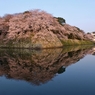 濠端桜花