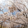 中央病院前の桜 2020