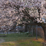 写真掌編：にほひをこせよ29：公園の桜：写真句