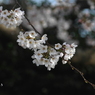 写真掌編：にほひをこせよ 番外：公園の桜２