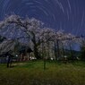 ひらひらと花びらが舞い散る月夜に