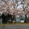 写真掌編：にほひをこせよ 番外：夕日桜：写真句