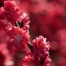 SPRING RED