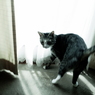 おちつきのない猫