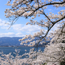 海津大崎の桜