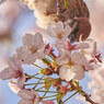 雀は桜も食べますね。