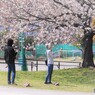 櫻　見物、、、。