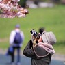 櫻、　普賢象を撮る
