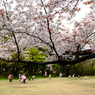 桜と歓声