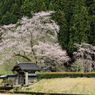 唐門と桜