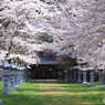 春の参道