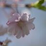 晩春　桜　Ⅱ