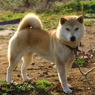 番犬