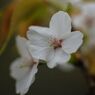 晩春　桜