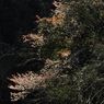 朝日にゝほふ山ざくら花