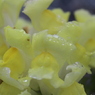雨に濡れる花が羨ましい