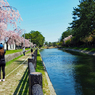 Take cherry blossoms with your mobile