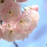 令和一葉咲くラ～ⅲ