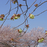2020御衣黄桜　➀ 咲き始めました
