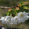 写真掌編：にほひをこせよ31：山桜：写真歌