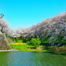 御堀と桜