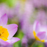 春の花