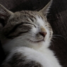 2017 うちの猫