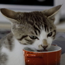 2017 うちの猫