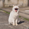 大あくび