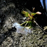 写真掌編：にほひをこせよ番外：山桜２：写真歌