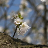 写真掌編：にほひをこせよ番外：山桜３：写真歌