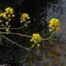 写真掌編：にほひをこせよ番外：川辺の菜の花