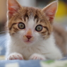 2016 うちの猫