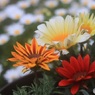 玄関先の花