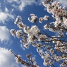 桜の季節１