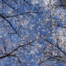 桜の季節　２