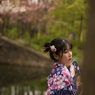 桜　さくら