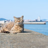 へふっ