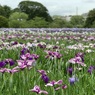 岡正人の横須賀菖蒲園のしょうぶ