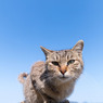 ほにゃふにゃへにゃほひほひふへあ