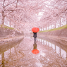 桜の花の散るころに