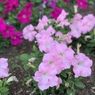 岡正人の横須賀菖蒲園の花（名前がわかりません）