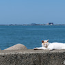 海と猫