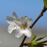 写真掌編：にほひをこせよ33：一つになる：山桜５：投稿2700枚目