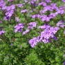 どこかでとった花
