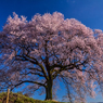 八年前の王仁塚の桜